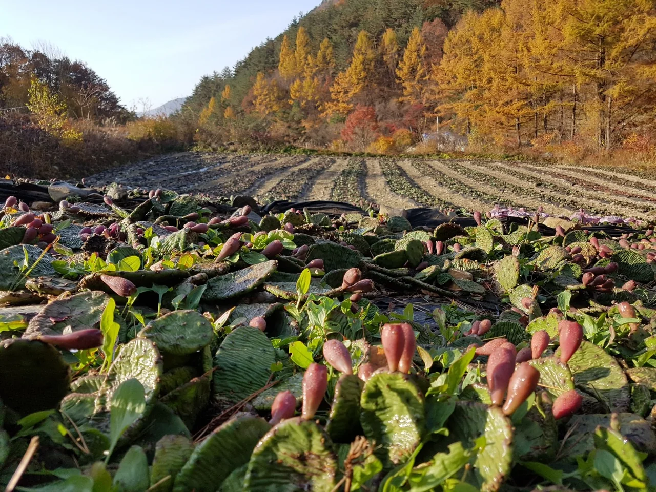 청옥산 천년초 농장의 열매